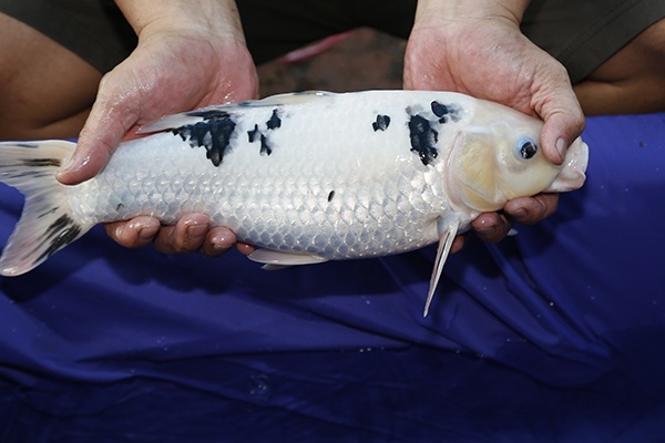 37-別光-40cm-母魚-2014年產-1000元-(早安房屋錦鯉)-3.jpg