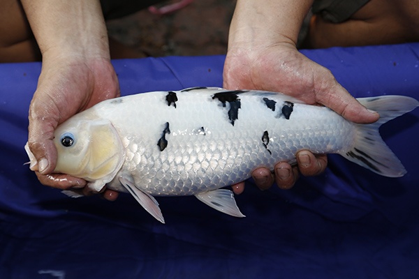 37-別光-40cm-母魚-2014年產-1000元-(早安房屋錦鯉)-2.jpg