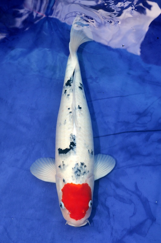 38-丹頂三色-52cm-公魚-2014年產-1000元-(早安房屋錦鯉).jpg