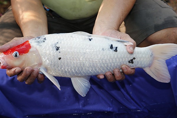 38-丹頂三色-52cm-公魚-2014年產-1000元-(早安房屋錦鯉)-3.jpg