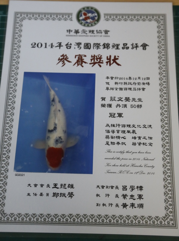 38-丹頂三色-52cm-公魚-2014年產-1000元-(早安房屋錦鯉)-2.jpg