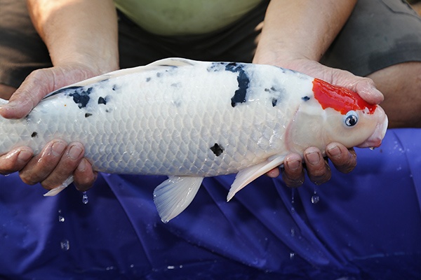 38-丹頂三色-52cm-公魚-2014年產-1000元-(早安房屋錦鯉)-4.jpg