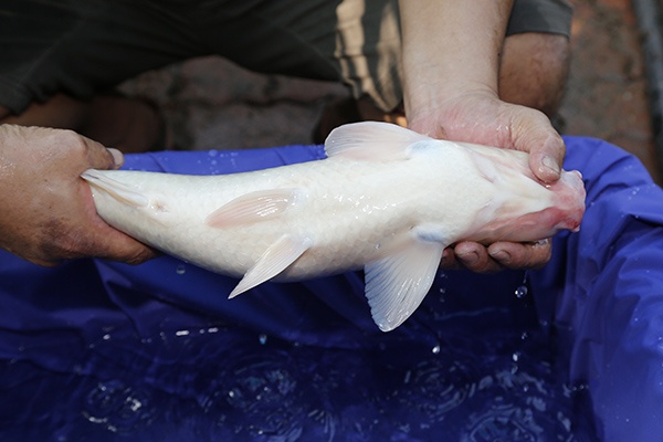 38-丹頂三色-52cm-公魚-2014年產-1000元-(早安房屋錦鯉)-5.jpg