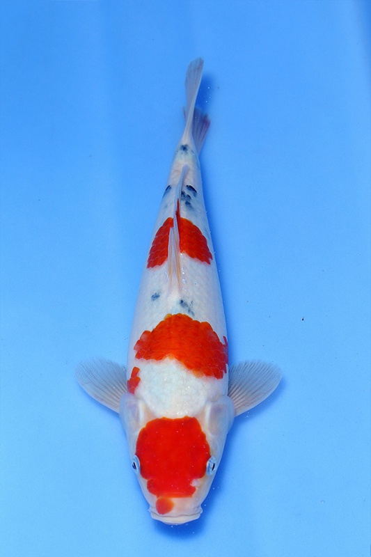 54-大正三色-(鯉池苑錦鯉園)32cm-不明-00-.jpg