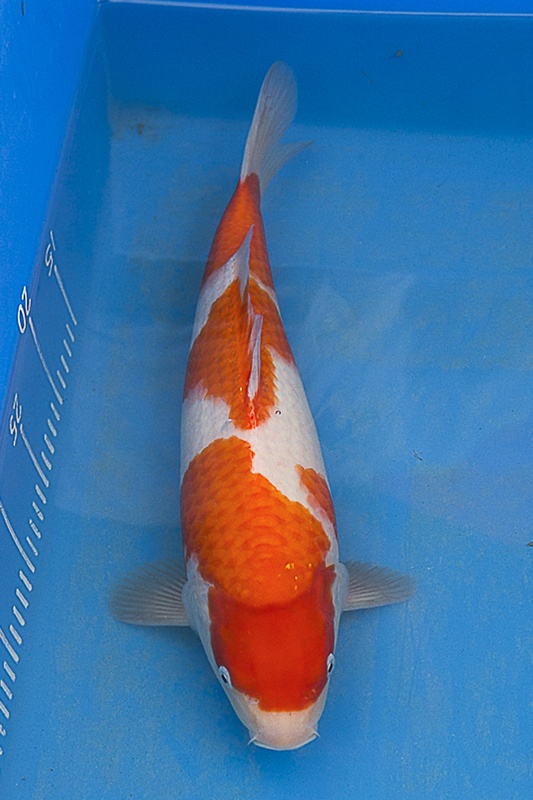 60-紅白(楊裕豐-紅獅王產)-39cm-2015產-母魚-$5000-(寶源錦鯉養殖場).jpg