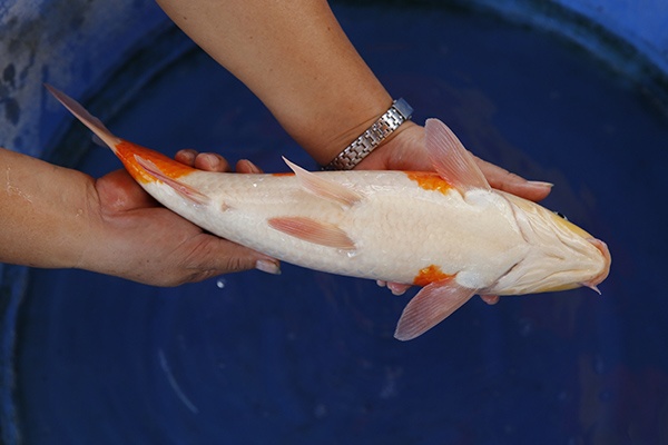 60-紅白(楊裕豐-紅獅王產)-39cm-2015產-母魚-00-(寶源錦鯉養殖場)-4.jpg