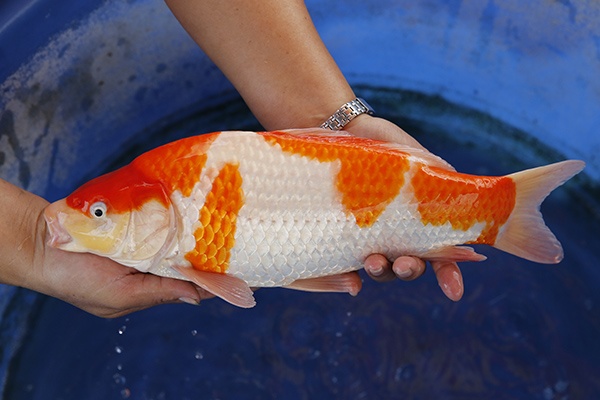 60-紅白(楊裕豐-紅獅王產)-39cm-2015產-母魚-00-(寶源錦鯉養殖場)-3.jpg