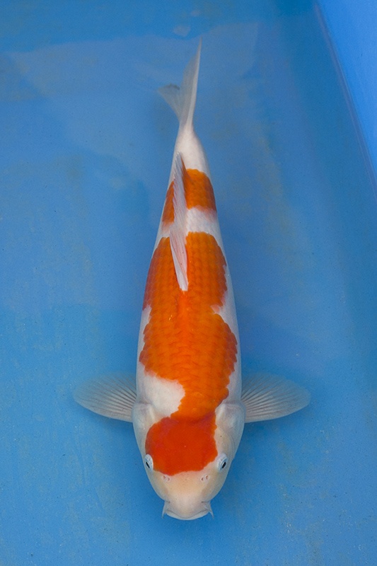 07-紅白(楊裕豐-紅獅王產)-36cm-2015產-母魚-00-(寶源錦鯉養殖場)-2.jpg