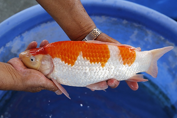 07-紅白(楊裕豐-紅獅王產)-36cm-2015產-母魚-00-(寶源錦鯉養殖場)-3.jpg