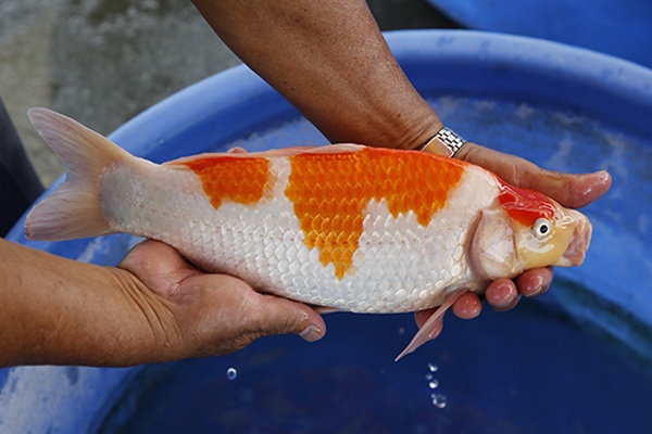 07-紅白(楊裕豐-紅獅王產)-36cm-2015產-母魚-00-(寶源錦鯉養殖場)-4.jpg