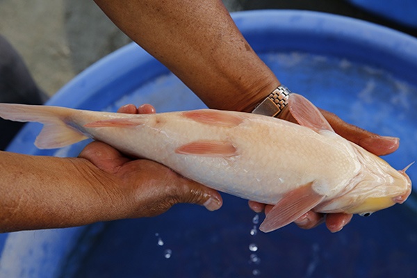 07-紅白(楊裕豐-紅獅王產)-36cm-2015產-母魚-00-(寶源錦鯉養殖場)-5.jpg