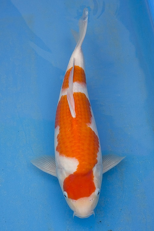 57-紅白(楊裕豐-紅獅王產)-36cm-2015產-母魚-$5000-(寶源錦鯉養殖場)-1.jpg