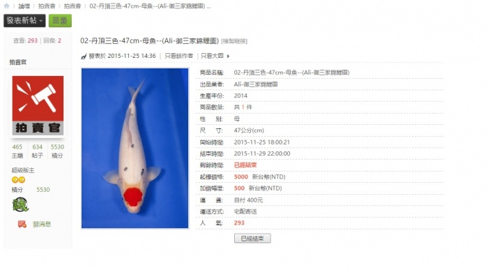 02-丹頂三色-47cm-母魚--(Ali-御三家錦鯉園).jpg