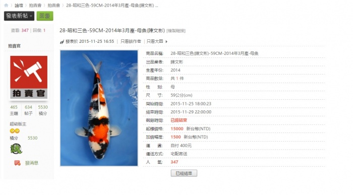 28-昭和三色-59CM-2014年3月產-母魚(陳文彬).jpg