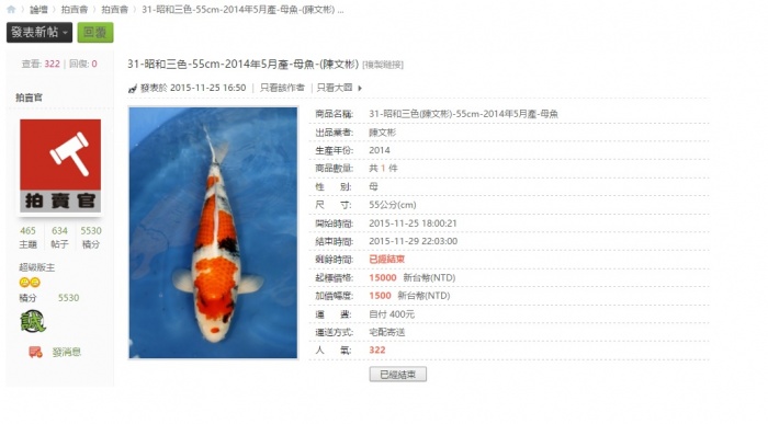 31-昭和三色-55cm-2014年5月產-母魚-(陳文彬).jpg