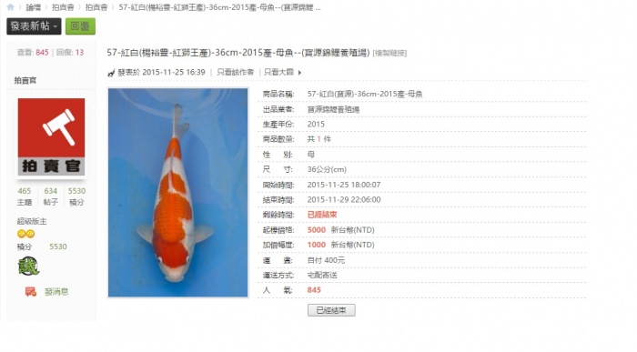 57-紅白(楊裕豐-紅獅王產)-36cm-2015產-母魚--(寶源錦鯉養殖場).jpg