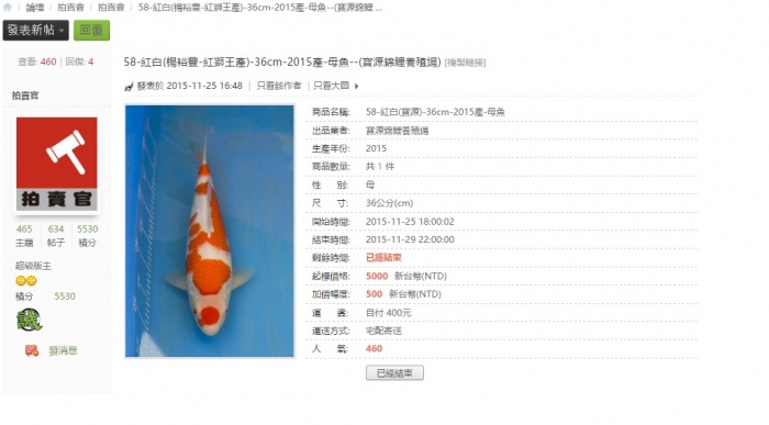 58-紅白(楊裕豐-紅獅王產)-36cm-2015產-母魚--(寶源錦鯉養殖場) .jpg