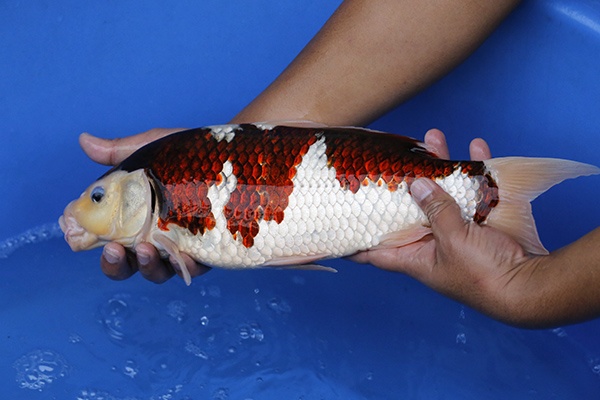 43-葡萄衣(日本丸新養魚場產)-不明-43cm-2014年產-5000起標-2.jpg