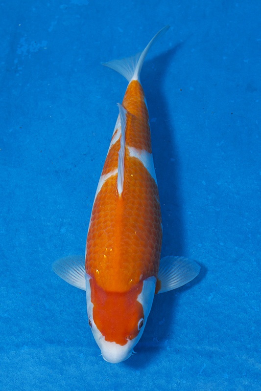 01-紅白-41cm-母魚-$8000-(寶源錦鯉養殖場-2015).jpg