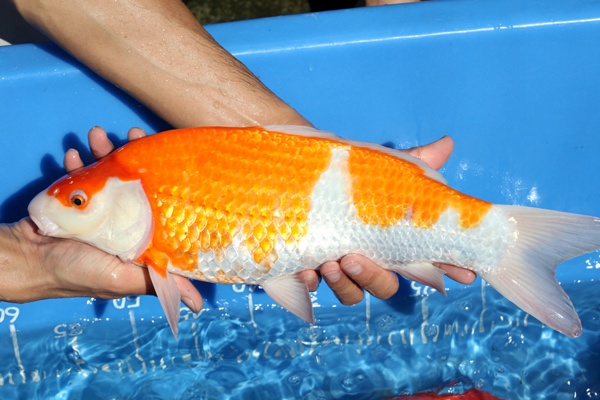 01-紅白-41cm-母魚-00-(寶源錦鯉養殖場-2015)-2.jpg