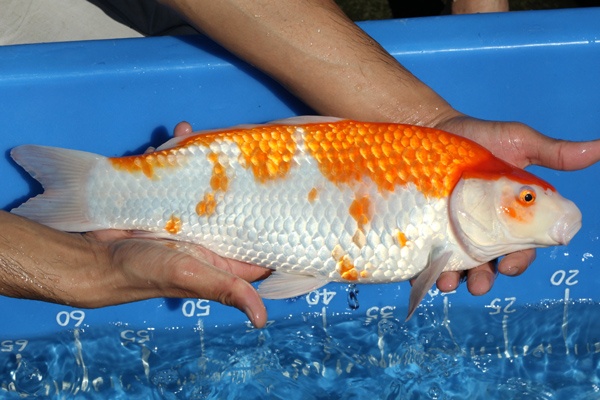 01-紅白-41cm-母魚-00-(寶源錦鯉養殖場-2015)-3.jpg