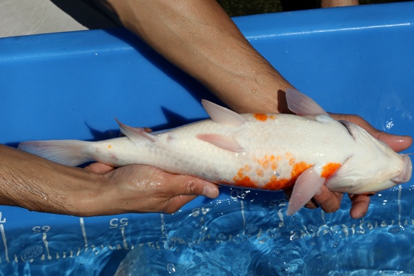 01-紅白-41cm-母魚-00-(寶源錦鯉養殖場-2015)-4.jpg