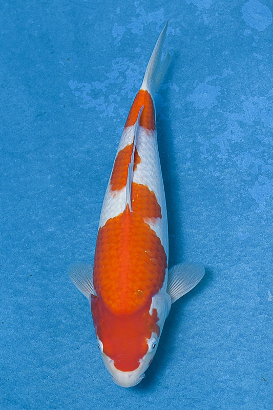 02-紅白-38cm-母魚-$5000-(寶源錦鯉養殖場-2015).jpg