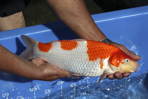 02-紅白-38cm-母魚-00-(寶源錦鯉養殖場-2015)-2.jpg