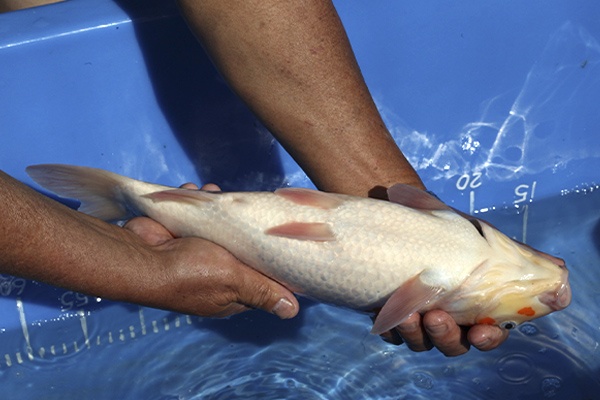 02-紅白-38cm-母魚-00-(寶源錦鯉養殖場-2015)-4.jpg