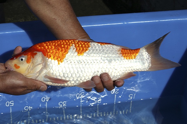 02-紅白-38cm-母魚-00-(寶源錦鯉養殖場-2015)-3.jpg