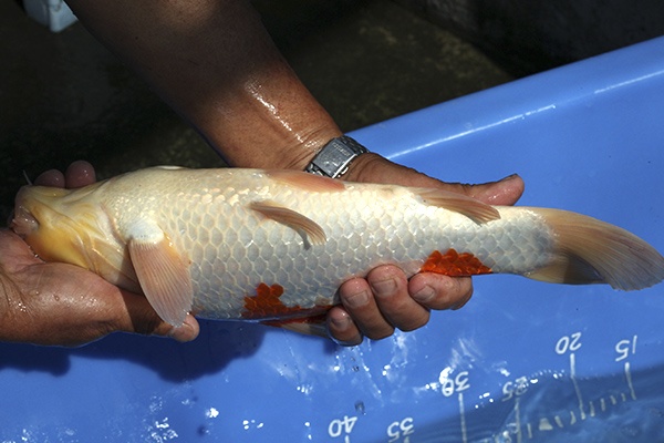 04-紅白-38cm-不明-00-(寶源錦鯉養殖場-2015)-4.jpg