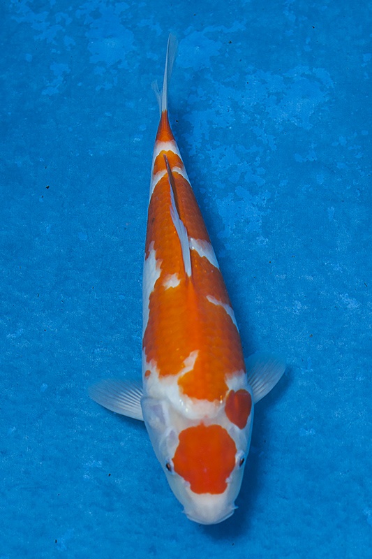 07-紅白-32cm-公魚-$2000-(寶源錦鯉養殖場-2015)-1.jpg