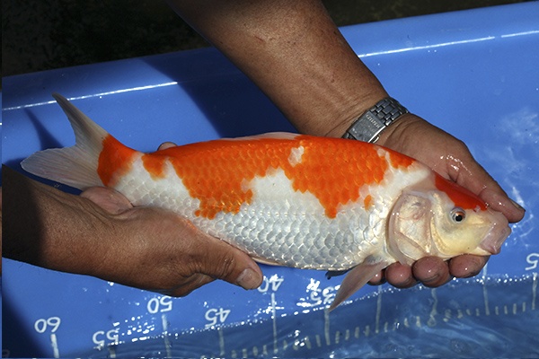 07-紅白-32cm-公魚-00-(寶源錦鯉養殖場-2015)-2.jpg