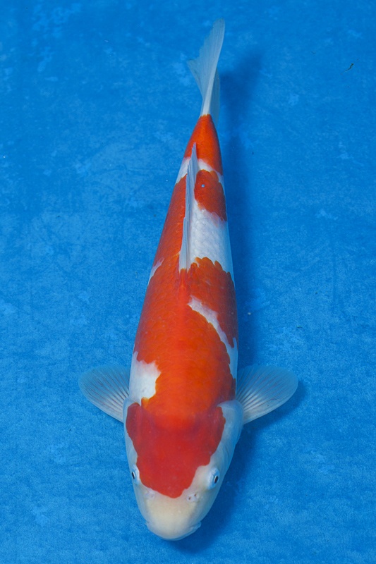 08-紅白-34cm-母魚-$10000-(寶源錦鯉養殖場-2015)-1.jpg