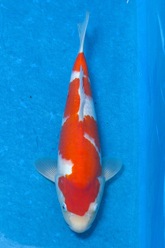 08-紅白-34cm-母魚-000-(寶源錦鯉養殖場-2015)-2.jpg