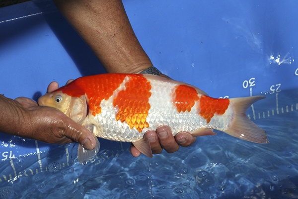 08-紅白-34cm-母魚-000-(寶源錦鯉養殖場-2015)-4.jpg