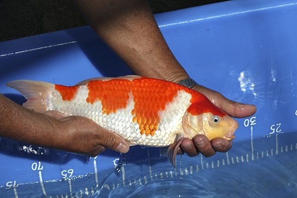 08-紅白-34cm-母魚-000-(寶源錦鯉養殖場-2015)-3.jpg