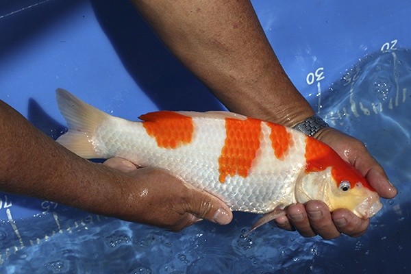 09-紅白-34cm-不明-00-(寶源錦鯉養殖場-2015)-2.jpg