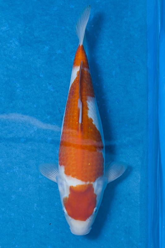 10-紅白-39cm-母魚-$6000-(寶源錦鯉養殖場-2015)-1.jpg