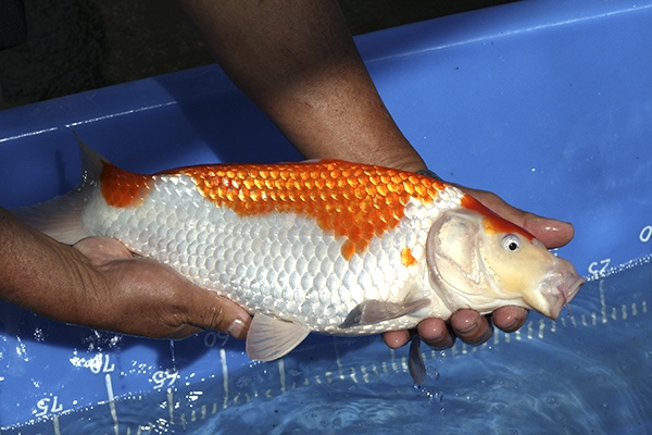 10-紅白-39cm-母魚-00-(寶源錦鯉養殖場-2015)-3.jpg