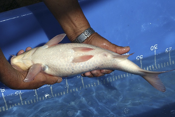 10-紅白-39cm-母魚-00-(寶源錦鯉養殖場-2015)-4.jpg