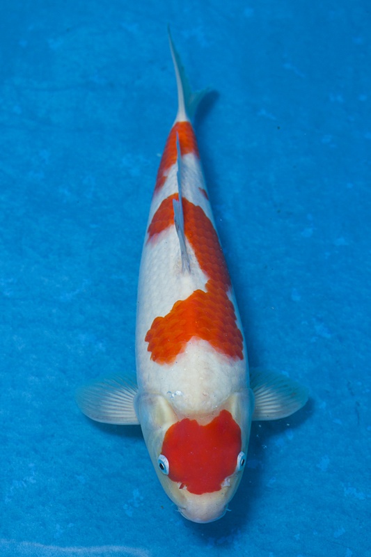 11-紅白-36cm-母魚-$10000-(寶源錦鯉養殖場-2015)-1.jpg