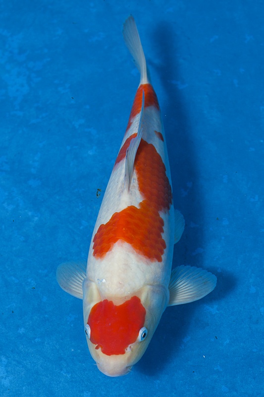 11-紅白-36cm-母魚-000-(寶源錦鯉養殖場-2015)-2.jpg