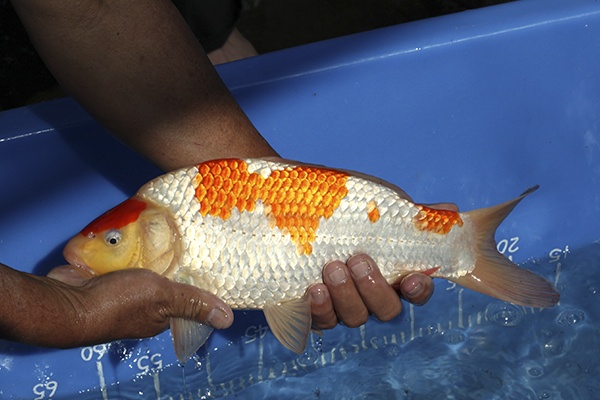 11-紅白-36cm-母魚-000-(寶源錦鯉養殖場-2015)-3.jpg