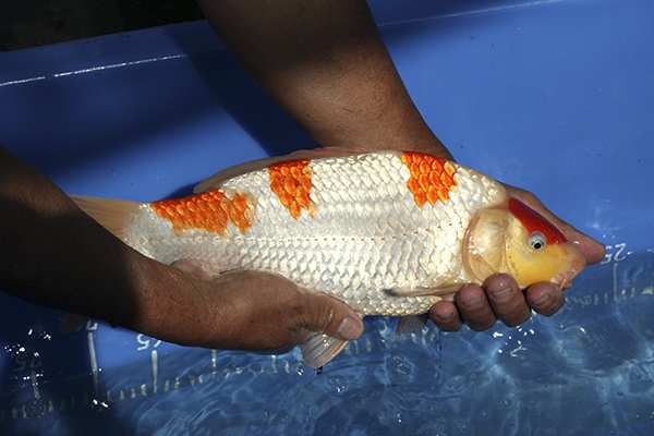 11-紅白-36cm-母魚-000-(寶源錦鯉養殖場-2015)-4.jpg