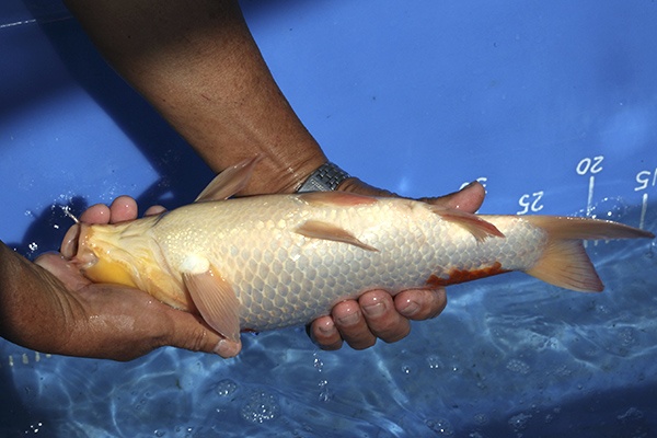 11-紅白-36cm-母魚-000-(寶源錦鯉養殖場-2015)-5.jpg