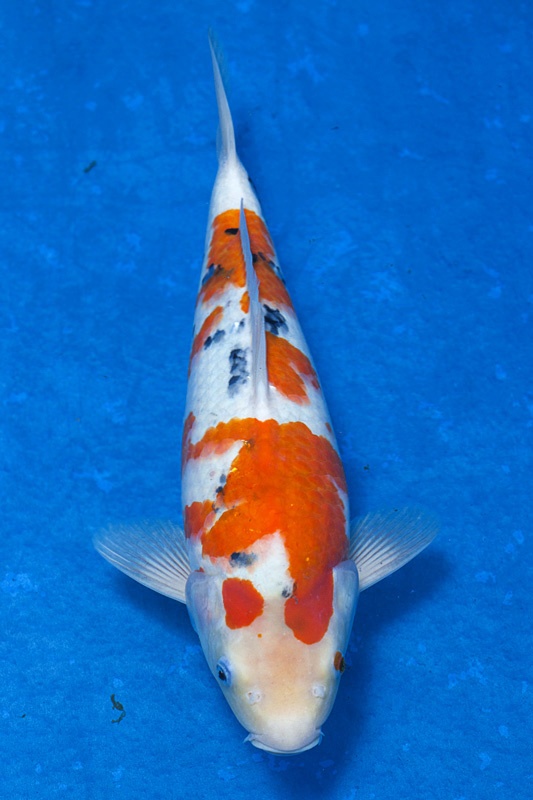 13-大正三色(極品)-41cm-母魚-$10000-(寶源錦鯉養殖場-2015)-1.jpg