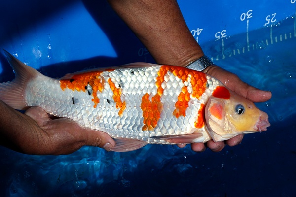 13-大正三色(極品)-41cm-母魚-000-(寶源錦鯉養殖場-2015)-3.jpg