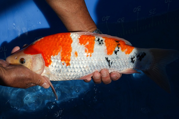 13-大正三色(極品)-41cm-母魚-000-(寶源錦鯉養殖場-2015)-4.jpg