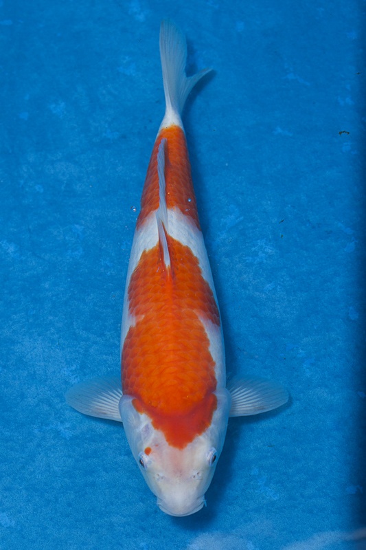 14-紅白-36cm-母魚-$5000-(寶源錦鯉養殖場-2015)-1.jpg